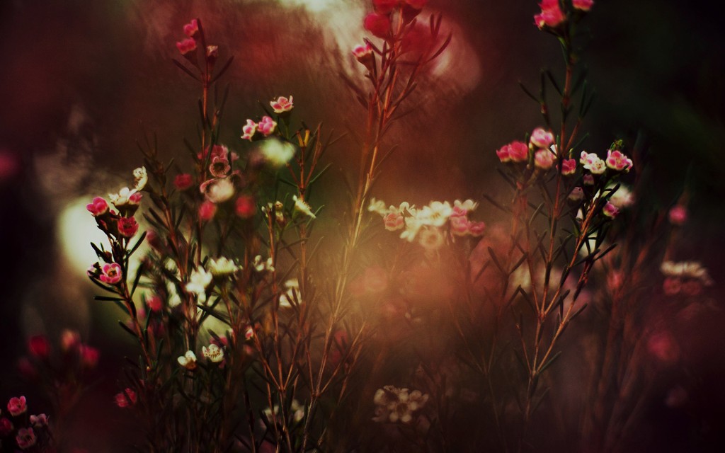 Pink and white waxflowers glowing in warm, out-of-focus light